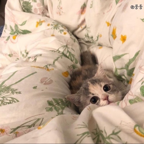 Like this post to be notified of my shows 😺 - Picture 7 of 11